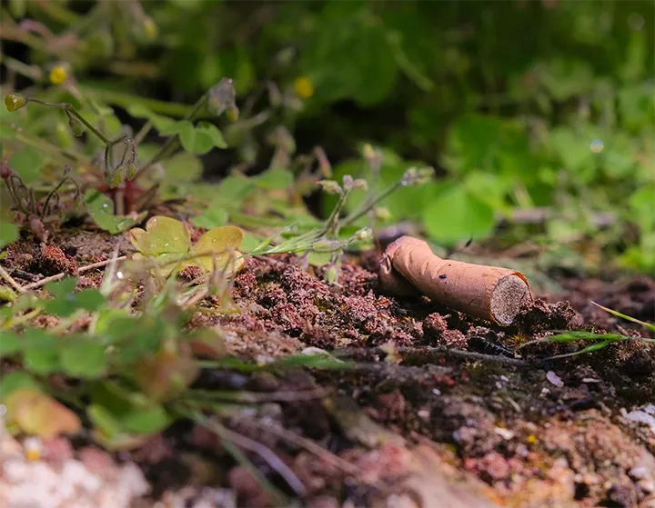 naturaleza, tierra, hojas, verde