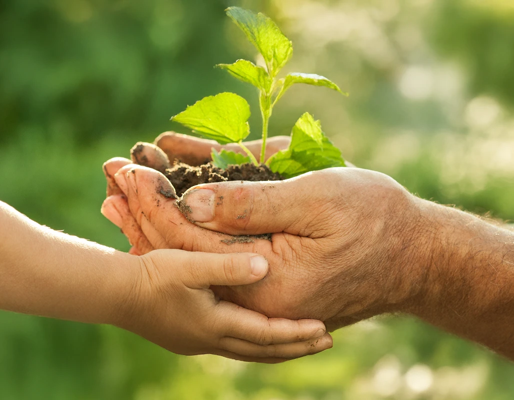 manos sosteniendo una planta, consorcio sostenible